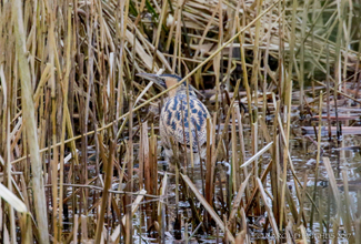 BITTERN (Botaurinae) 